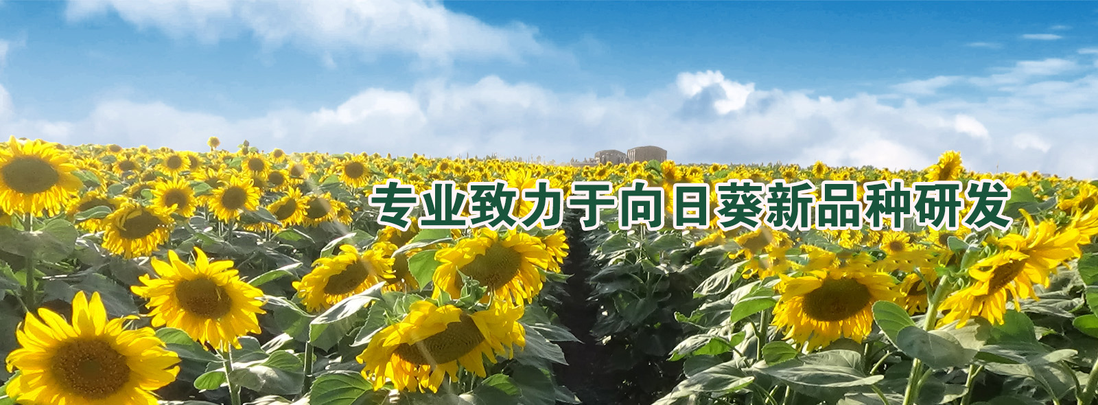 首頁(yè)banner 首頁(yè)banner